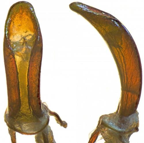 Otiorhynchus sellae sellae